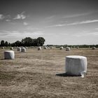 .. rolled hay ..