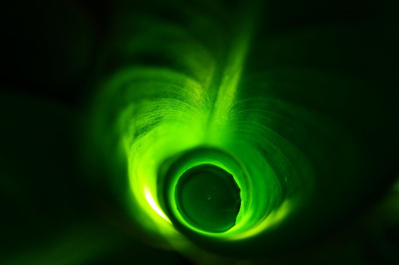 Rolled Leaf of a Banana