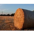°°°rolled straw on field°°°