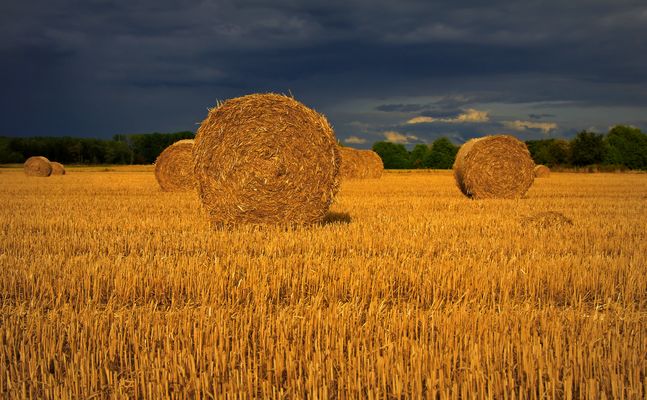 Rollen im Abendlicht