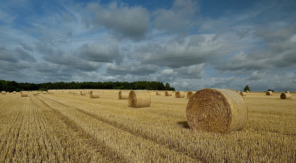 Rollen so weit das Auge reicht, leider führt eine Stromtrasse direkt über das Feld,..