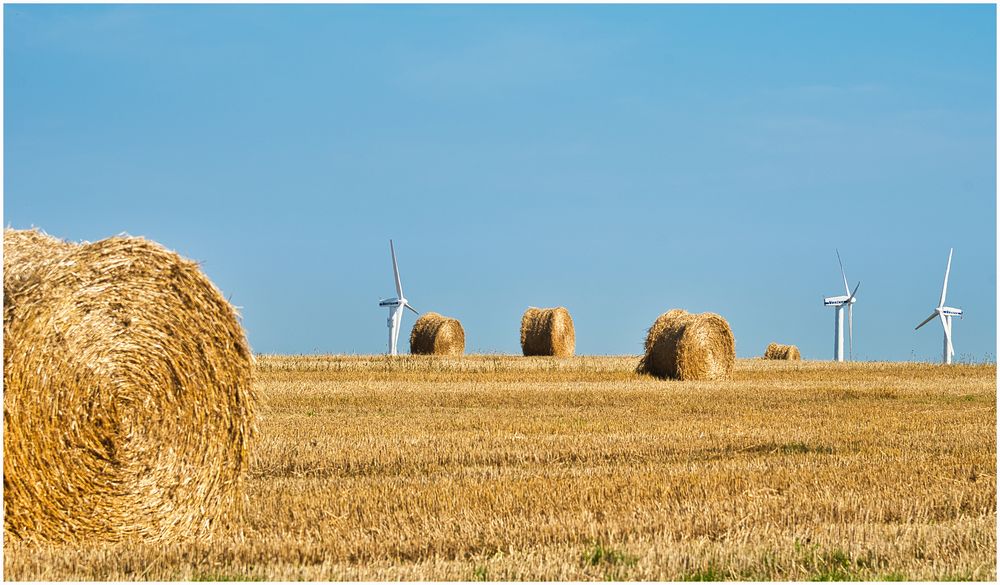 Rollen und Windspargel