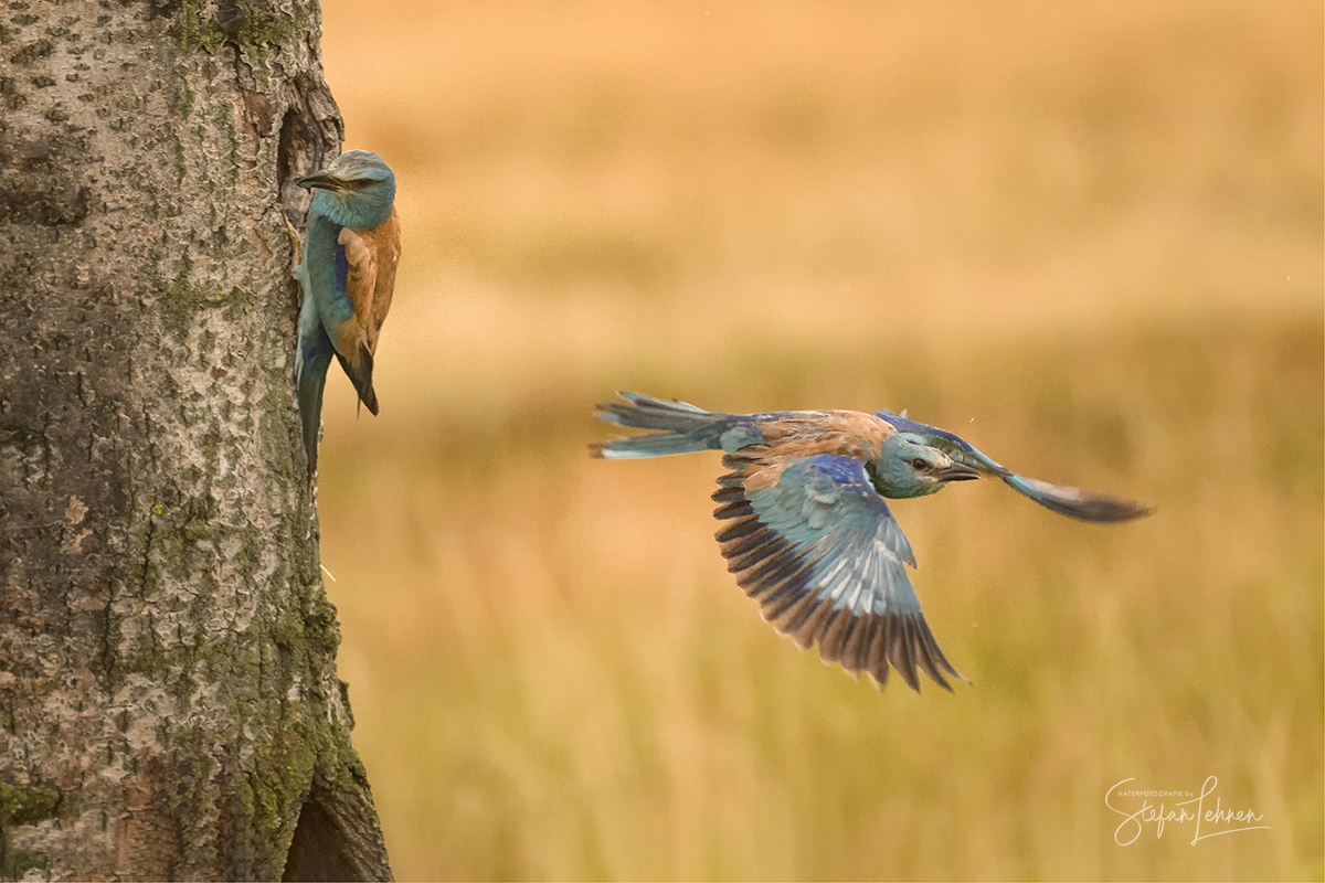 Roller - Blaurake 