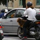 Roller, Handy & Hund