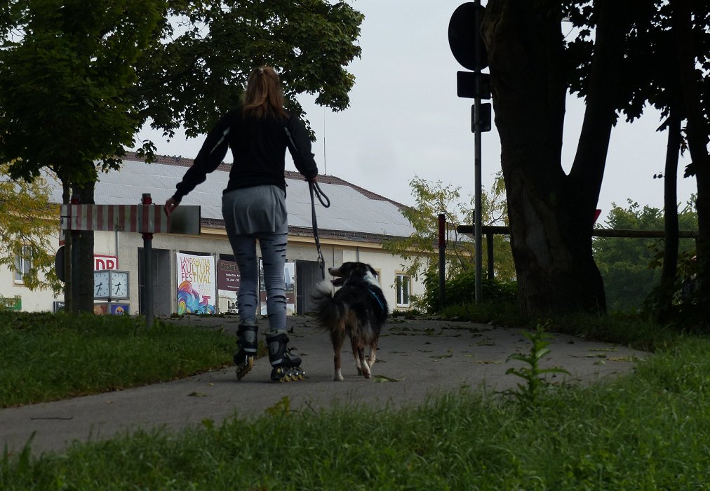 Roller-Hunde