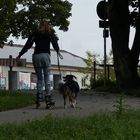 Roller-Hunde