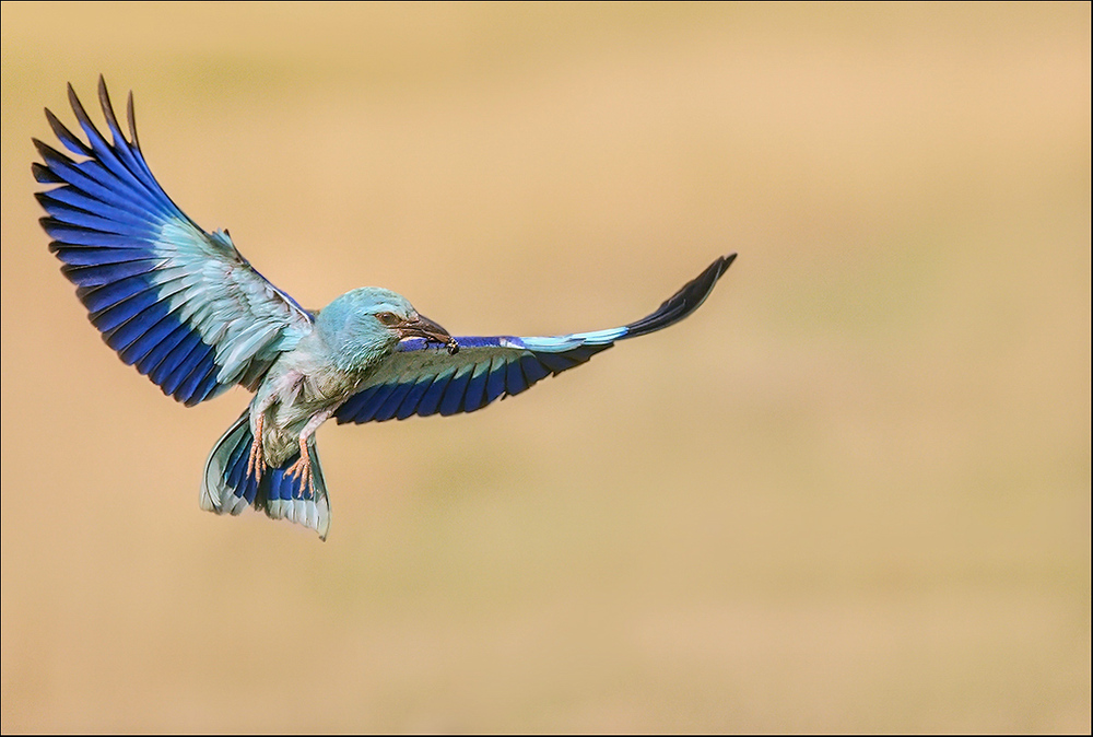 Roller im Anflug ...