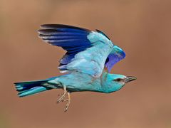 Roller in flight