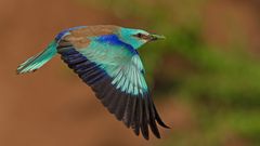 Roller in flight 3