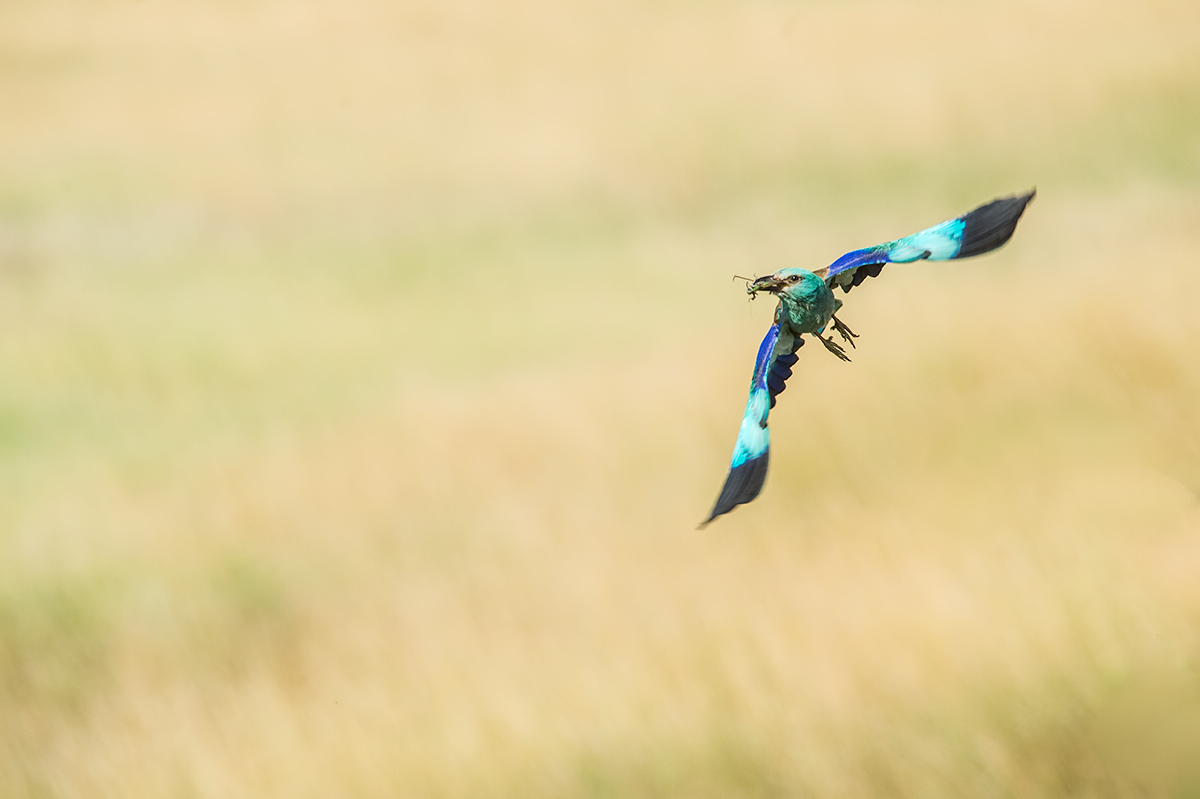 Roller .... in Kurvenlage