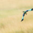 Roller .... in Kurvenlage