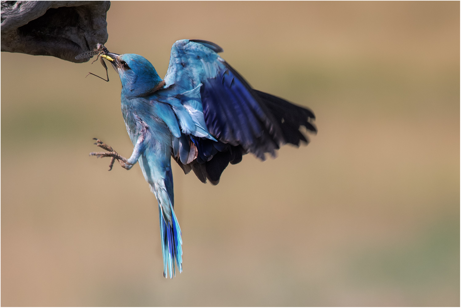 Roller mit Beute im Flug