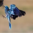 Roller mit Beute im Flug