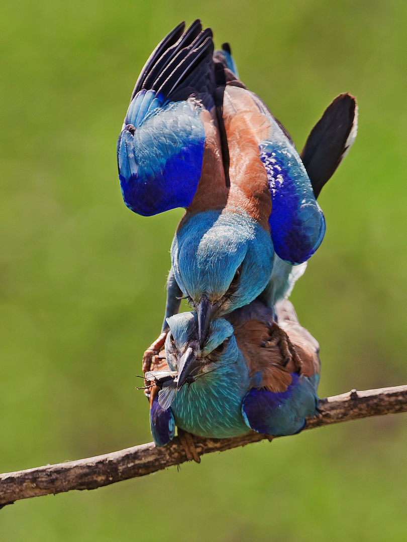 Rollers - gift and mating