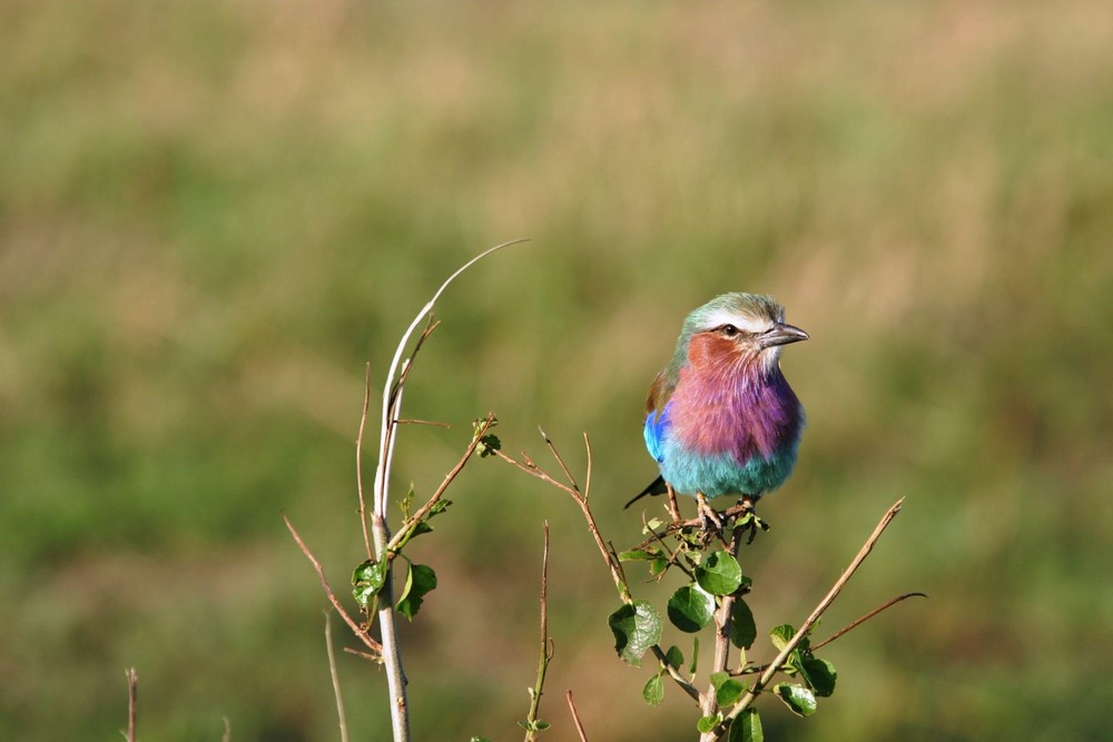 Rollier à Gorge Lilas (Lilac Breasted Roller) - Kenya