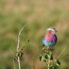 Rollier à Gorge Lilas (Lilac Breasted Roller) - Kenya