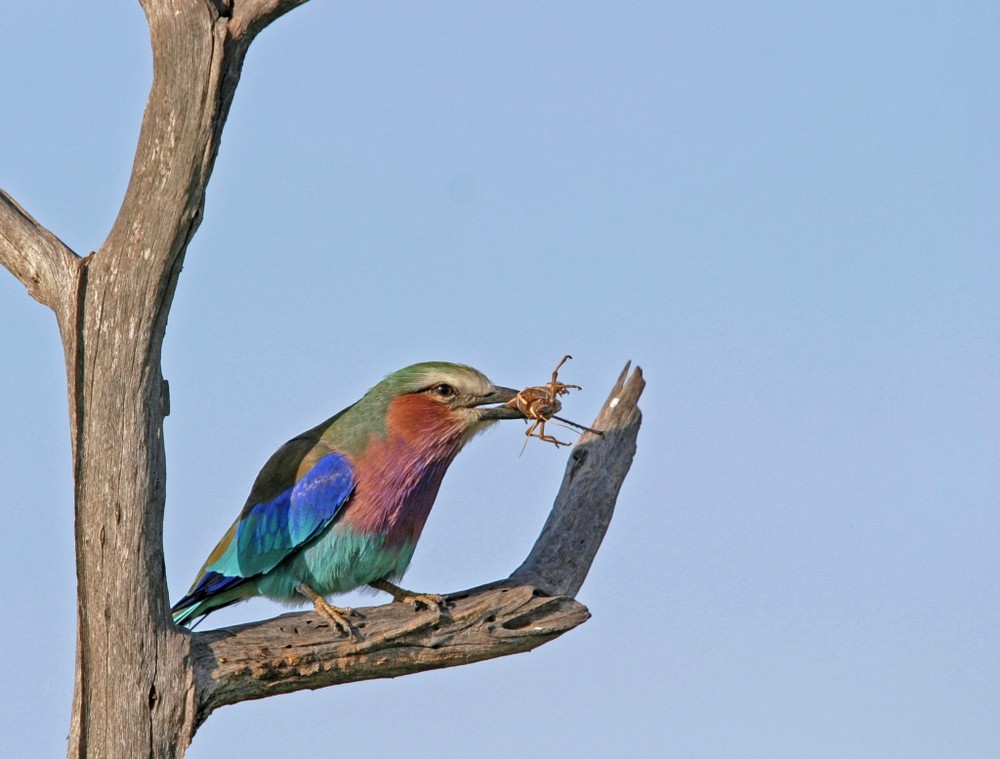 Rollier à Gorge Lilas (Lilac Breasted Roller) - Masai Mara / Kenya - Déjeuner !