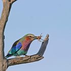 Rollier à Gorge Lilas (Lilac Breasted Roller) - Masai Mara / Kenya - Déjeuner !