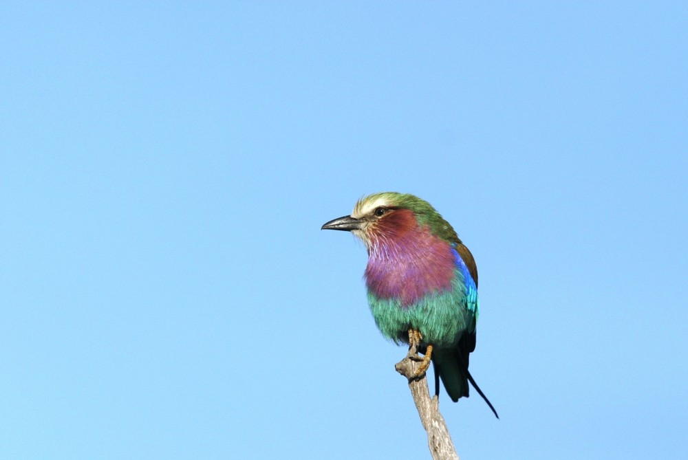 Rollier à Gorge Lilas (Lilac Breasted Roller) - Masai Mara / Kenya