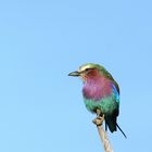 Rollier à Gorge Lilas (Lilac Breasted Roller) - Masai Mara / Kenya