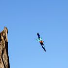 Rollier à gorge lilas (Lilac breasted roller) - Masai Mara / Kenya - Take off !