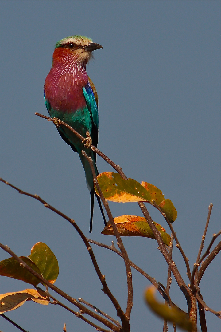 Rollier à longs brins, Chobe National Park, Botswana