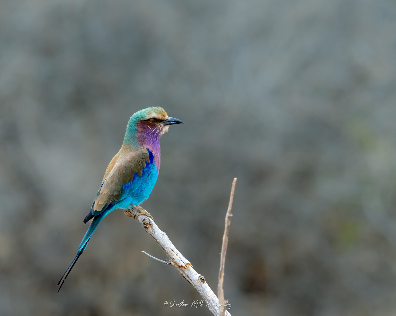 Rollier à longs brins - Lilac-breasted roller