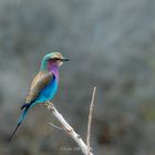 Rollier à longs brins - Lilac-breasted roller