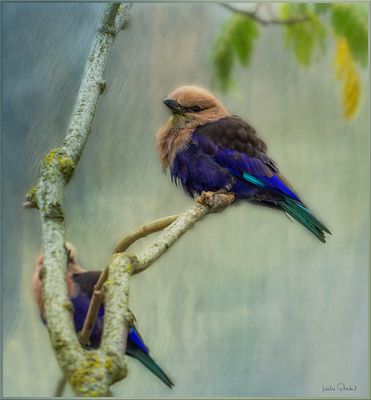 Rollier à ventre bleu .