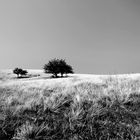 rolling hills in b&w