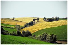 Rolling hills of summer