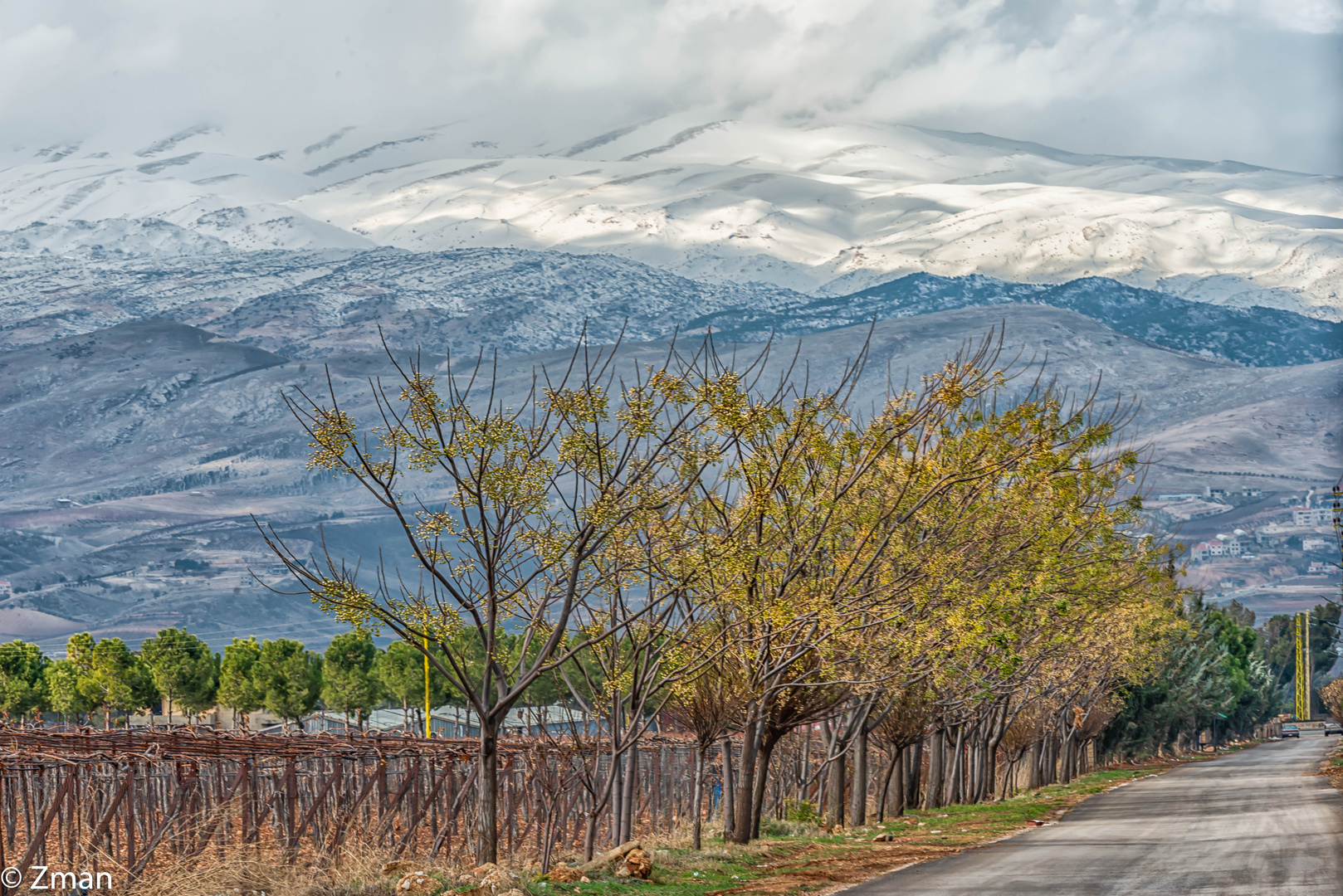 Rolling Hills ,Trees and Snow