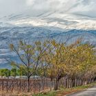 Rolling Hills ,Trees and Snow