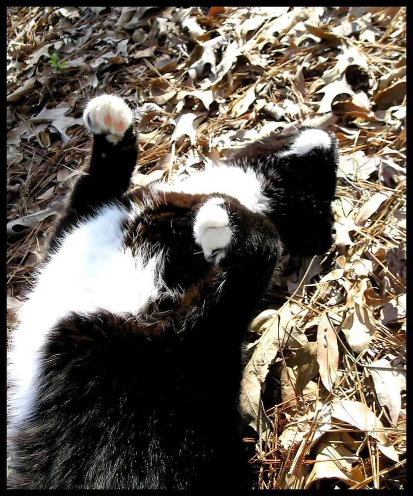 Rolling in the Sunshine