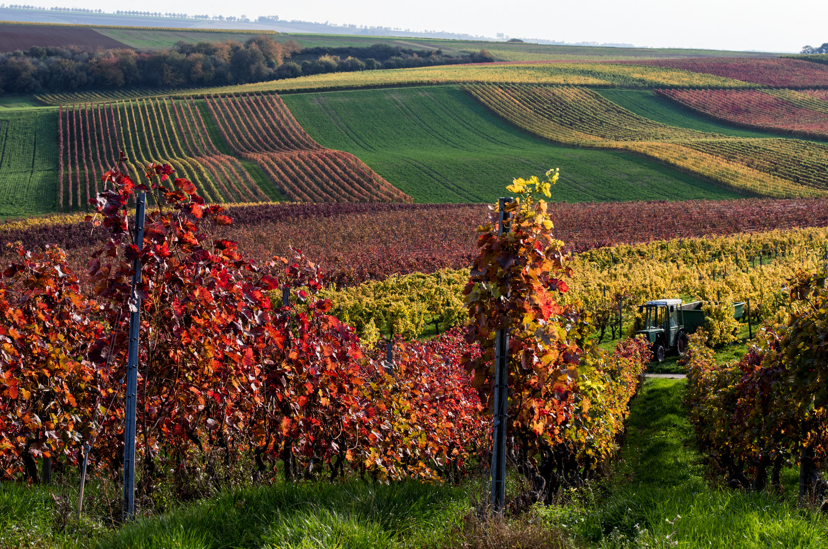 "Rolling Rheinhessen" - I - 