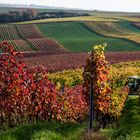 "Rolling Rheinhessen" - I - 