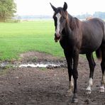 rolling stones horse