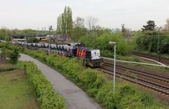 Rollmöpse in Oberhausen