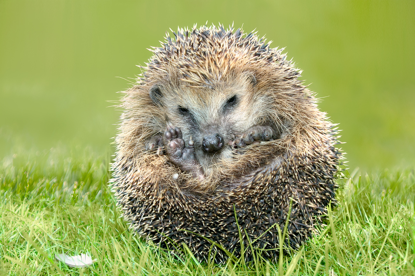 Rollmops Foto & Bild tiere, wildlife, säugetiere Bilder auf