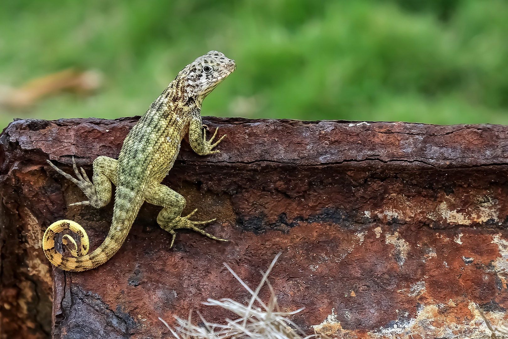 Rollschwanzleguan