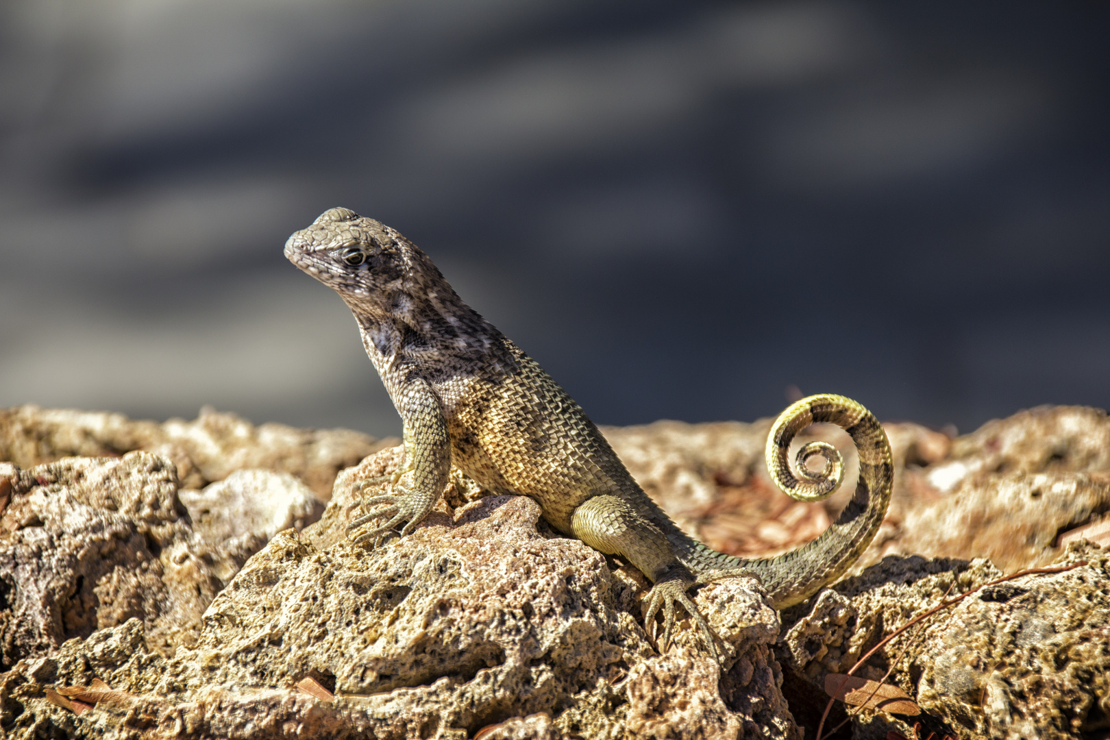 Rollschwanzleguan