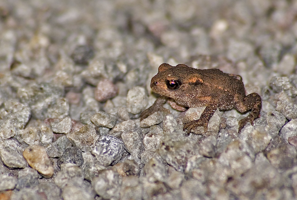 Rollsplittwanderfrosch....