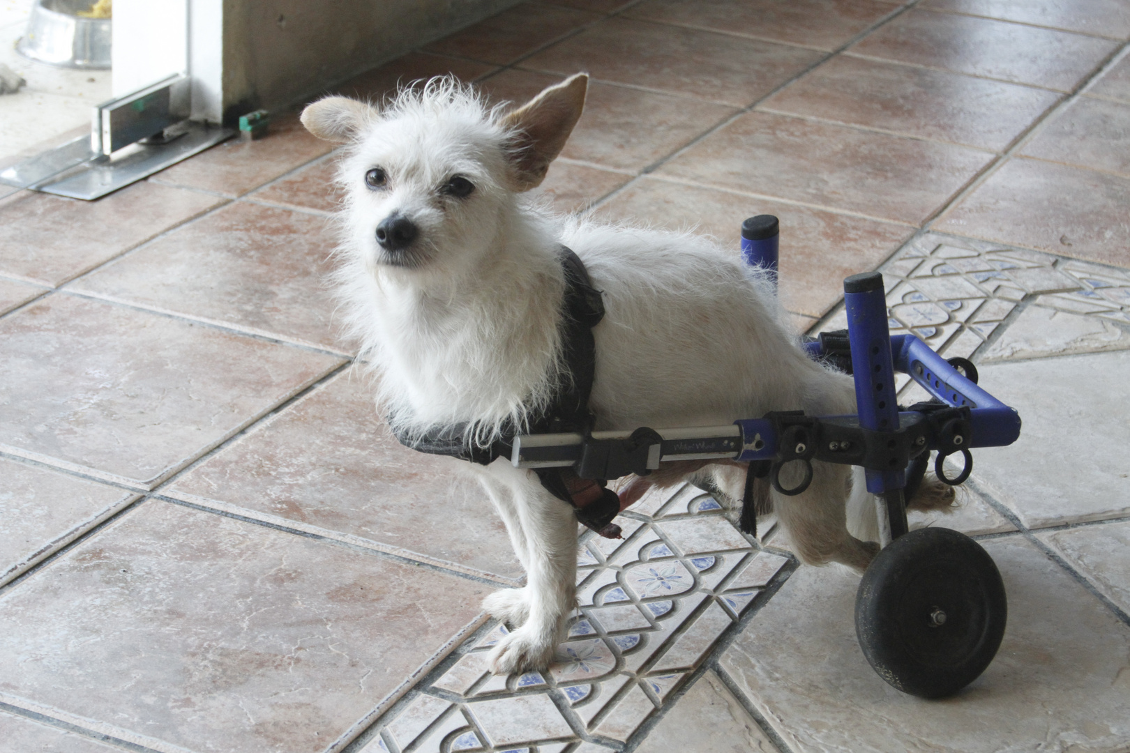 Rollstuhl -  (falsche)-Tierliebe