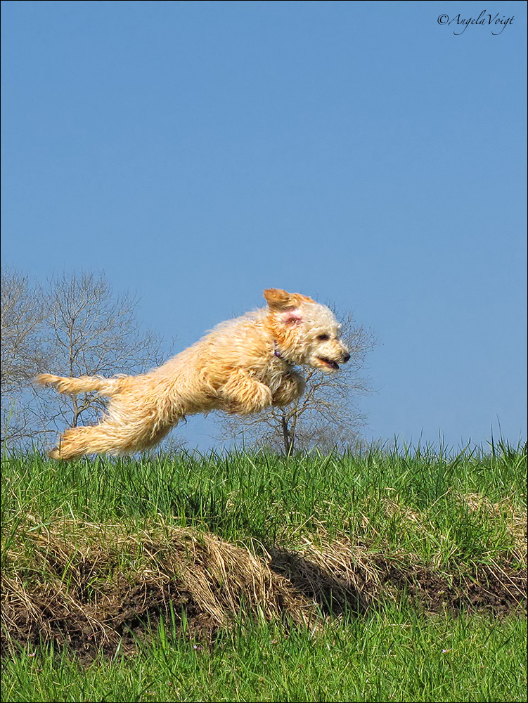 Rolly, der Flughund