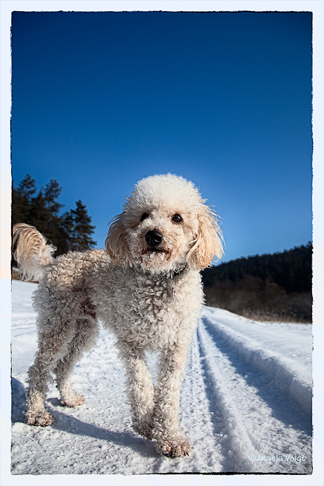 Rolly, der Schneeliebhaber