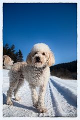 Rolly, der Schneeliebhaber