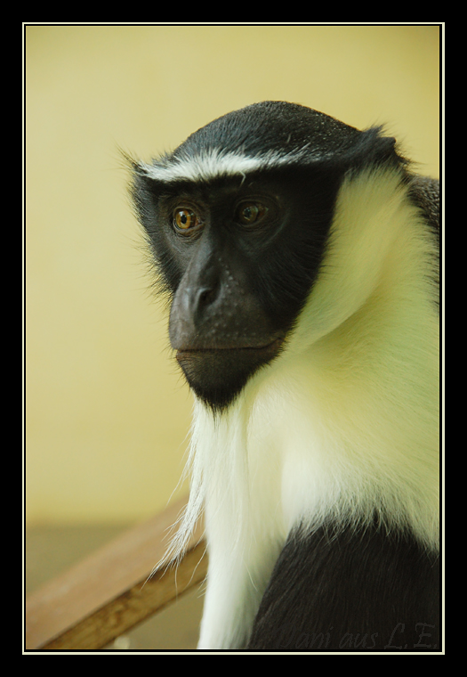 RolowayMeerkatze Foto & Bild tiere, zoo, wildpark & falknerei