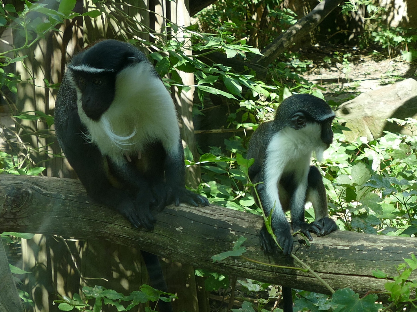 Roloway-Meerkatze mit Jungtier im Duisburger Zoo