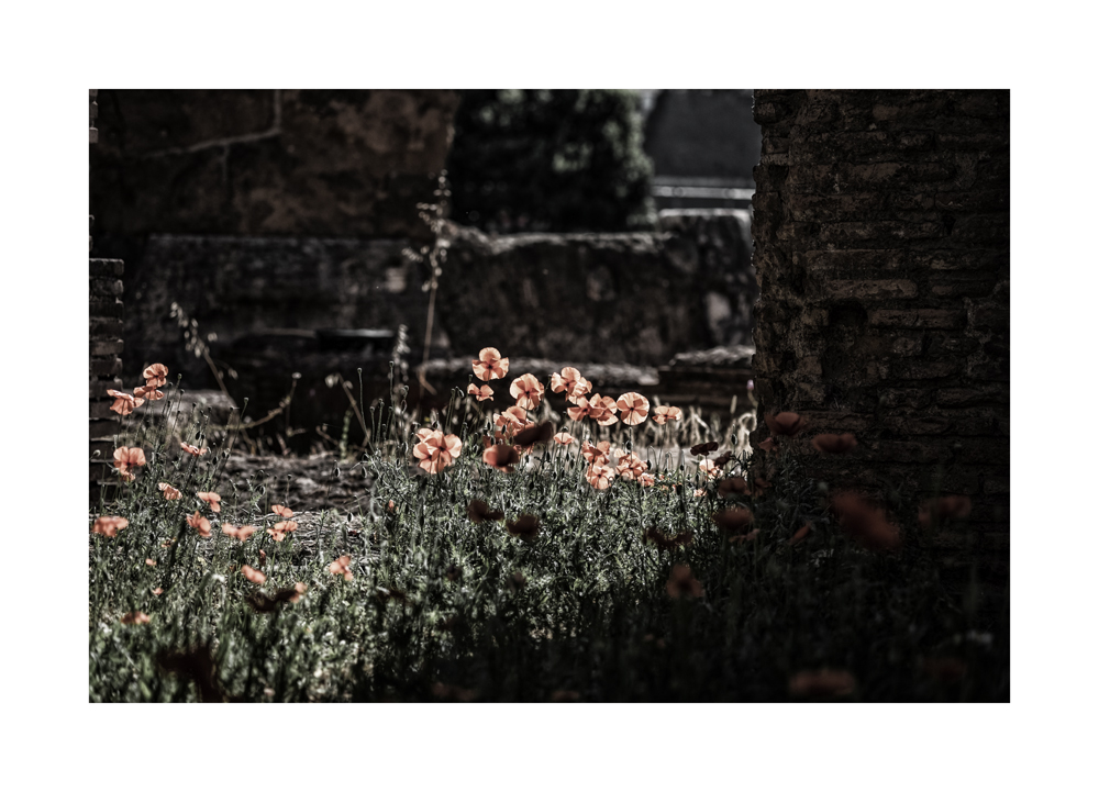 Rom, Blumen