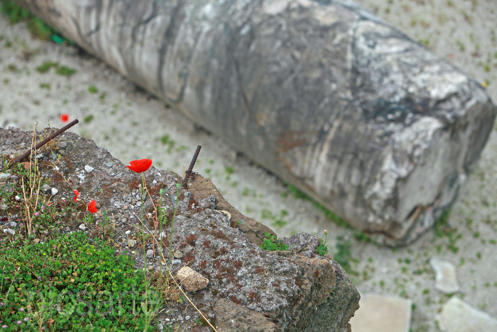 Rom - Forum Romanum